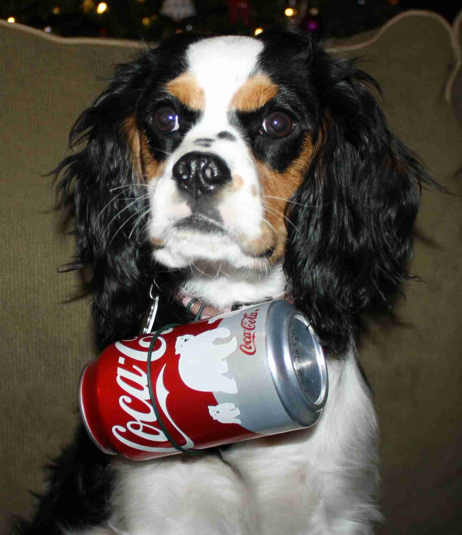 2012-12-23 Gussie Coke.jpg